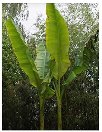 Pcs - 5X Musa Sikkimensis Darjeeling Banana Fruit Plants - Seeds B1805 & Plants Shop by Ipsa