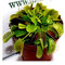 Pianta Carnivora Dionaea
