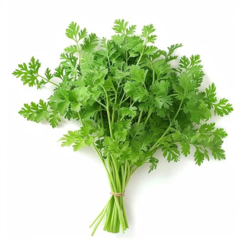 150 Graines de Cerfeuil