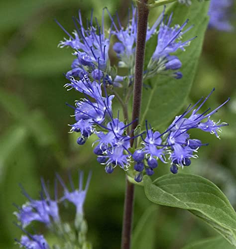 Bartblume Blue Fountain® 40-60cm - Caryopteris clandonensis - lebende Gartenpflanze aus den Baumschulen