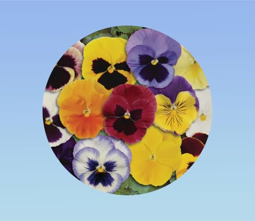 200 graines pensée géante Suisse variée - Viola x wittrockiana - plante ornementale - mixtes