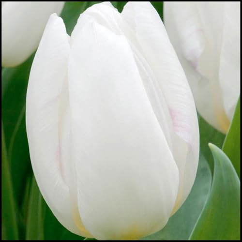 Mysteriöse magische Glühbirne, Mehrjährige Blumenzwiebel ist winterhart,Winterhart zwiebeln, 2025 Winterhart pflanzen-15 Tulpen Zwiebeln -I
