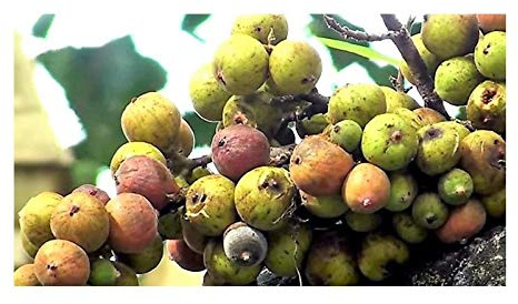 Stk - 10x Ficus racemosa Indische Pappel Feige Baum Pflanzen - Samen ID108 - Seeds & Plants Shop by Ipsa