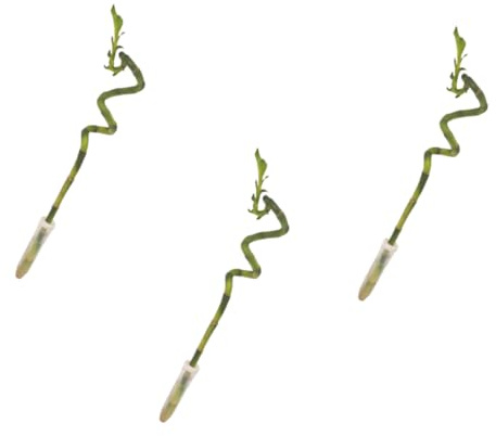 Verdecora Lucky Bamboo | Bambú de la suerte | Planta natural de interior (Espiral 40cm PACK 3 UNIDADES)