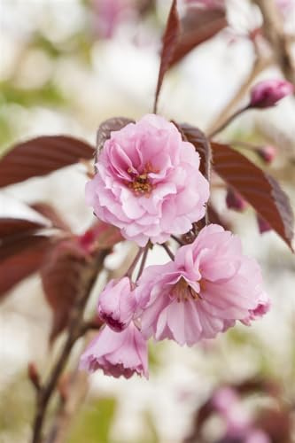 Japanische Zierkirsche Prunus serrulata Royal Burgundy 60-100 cm winterhart | Purpurrotes Laub, dekorative Blüte, sonniger Standort, robust, ideal für Garten und Vorgarten