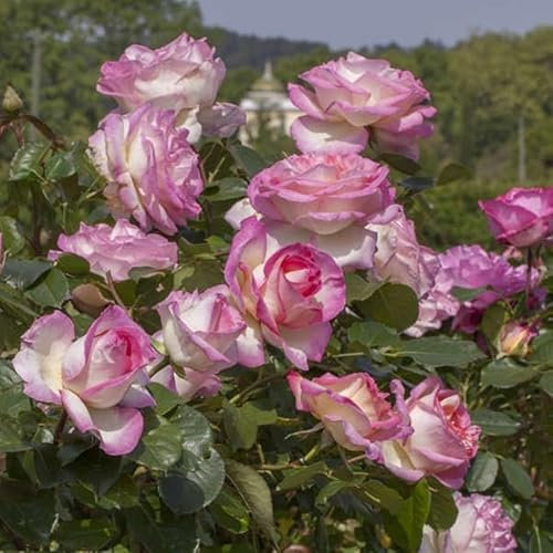 Pianta ROSA BREVETTATA PRINCIPESSE DE MONACO® MEILLAND RAMPICANTE PROFUMATA vaso19 AMDGarden