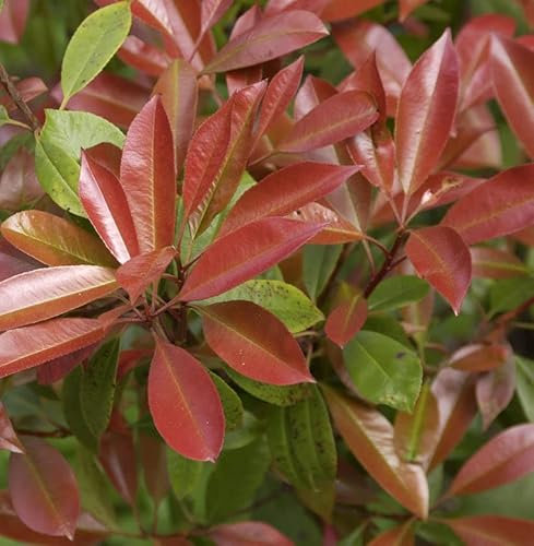 Glanzmispel Chico® 30-40cm - Photinia fraseri - lebende Gartenpflanze aus den Baumschulen