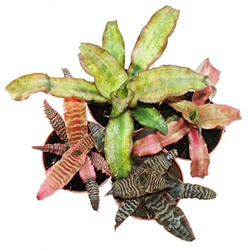 4er Set Erdbromelie Cryptanthus buntlaubige Pflanze Ideal für Terrarien