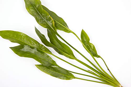 PondPlantsUK - Mixed Tropical Live Aquarium Plants (10 Loose Amazon Sword)