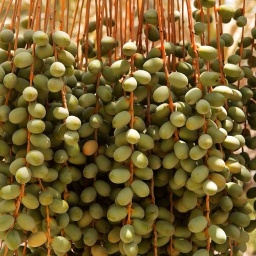 semi di palma da datteri - letto rialzato in vaso resistenti balcone 15pcs