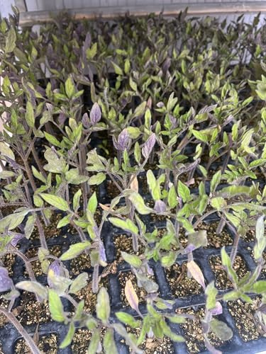 25 Plantones de Tomate Valenciano y Rosa, Pack de 25 Unidades, Plántulas Frescas para Huerto