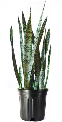 American Plant Exchange Snake Plant – Large 10-Inch Pot Green Sansevieria Zeylancia, Low-Maintenance, Air-Purifying Live Houseplant for Home, Office, or Outdoor Patio Garden Décor