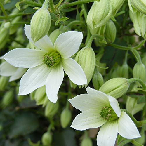 Thompson & Morgan Hardy Clematis 'Michiko' Perennial Flowering Climber, Ideal for Ground Cover & Rockeries, Alpine, Wildlife & Low Maintenance Gardens (2 x 3 Litre Pots)