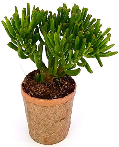 POWERS TO FLOWERS - CRASSULA OVATA HOBBIT ALBERO DI GIADA, IN VASO CERAMICA RUSTICO, pianta vera