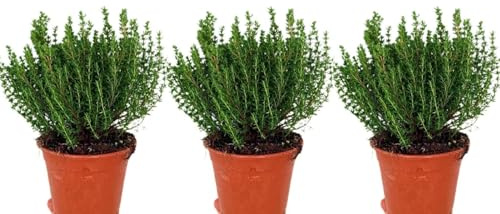Pack de 3 plantas aromáticas de Tomillo Comun, 15-20 cm. Thymus vulgaris. Hierba aromática con hojas pequeñas y sabor intenso. Segura Garden.