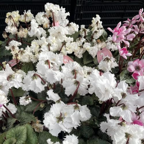Semi di ciclamino, autunnali resistenti decorazione da giardino per esterni 100pcs