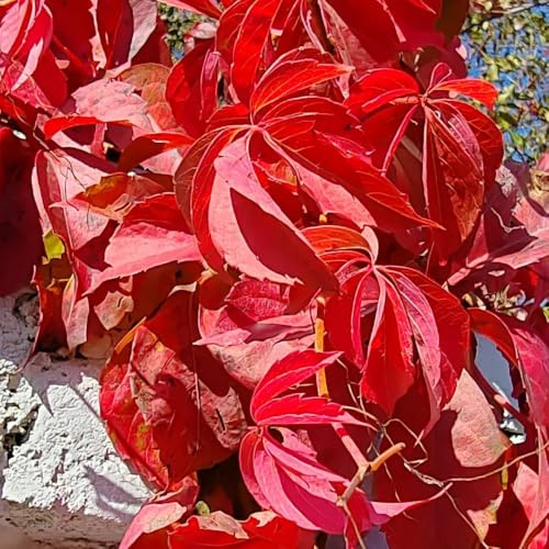 semi resistenti di vite selvatica, esotiche Parthenocissus tricuspidata, vecchie varietà da esterno resistenti rampicanti a crescita rapida da giardino decorazione 400pcs