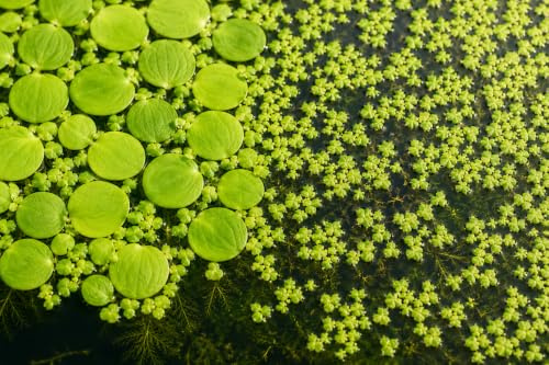 kleine nd grosse Wasserlinsen Für Gartenteich und Aquarium, Produziert Sauerstoff, Algenhemmend, Winterhart, Schwimmpflanze für Aquarien und Teiche kleine und große - Foto ist KI generiert