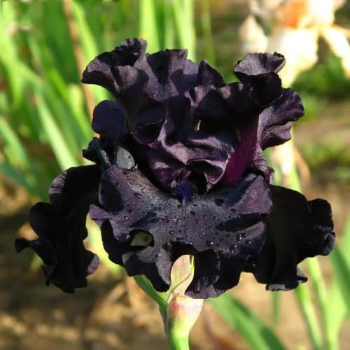Bulbos de iris, de otoño resistentes regalos de jardin del balcon resistentes para balcones 8pcs