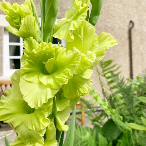 Gladioli decorativi bonsai interni Lambi di perenni, resistenti all'inverno ufficio riverdimento tetti bulbi primavera 8pcs