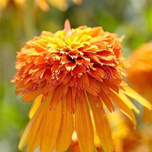 sonnenhut schmetterlingsflieder bonsai topf gartendeko für draußen büropflanzen frühlingsblumen herbstblumen winterhart garten hochbeet kletterpflanze balkonpflanzen frühling 550samen