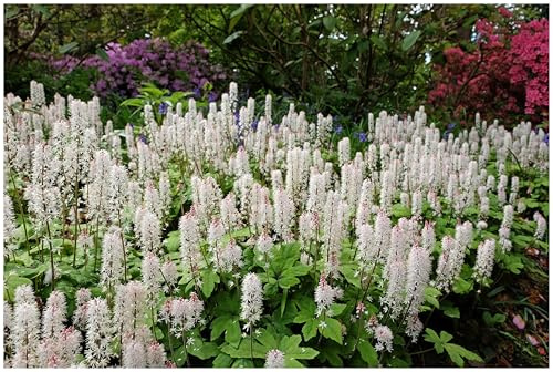 Stauden Gänge 10 x Tiarella wherryi Schaumblüte winterhart | Winterharter Bodendecker für Halbschatten bis Schatten, Blüte April bis Mai, mehrjährig, 9x9 cm Topf