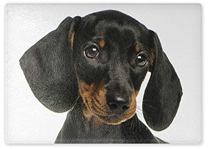 Schneidebrett/Glasschneidebrett 20x28x0,4cm - Motiv: Dackel junger Glatthaardackel| 02