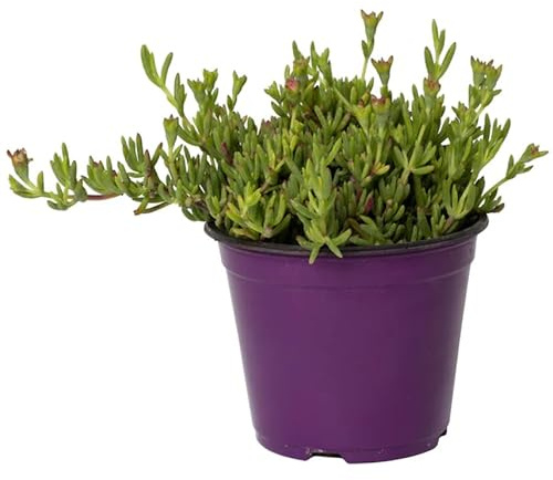 Mesem Suculenta de Exterior - Ideal para Jardines y Balcones