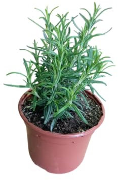 Planta de Romero Natural Hierba Resistente con Aroma Intenso