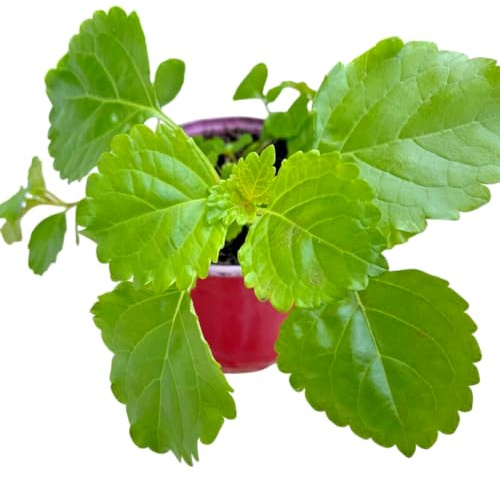 Planta Viva de la Abundancia Ideal para Hogares Negocios y Ambientes Acogedores - Planta del Dinero