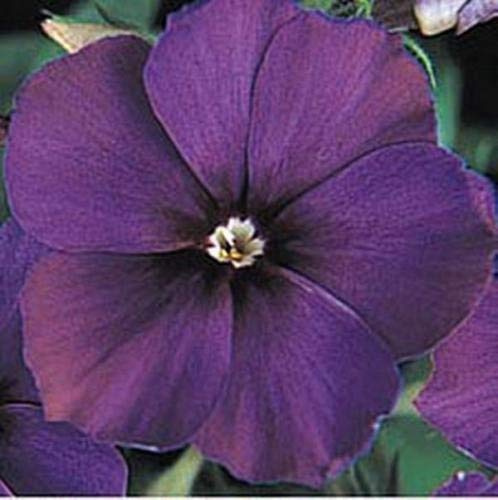 10 Samen von Phlox 21'st Century Blau Jahres