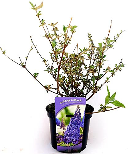POWERS TO FLOWERS - BUDDLEJA LOCHINCH, VASO 20 CM, ALBERO DELLE FARFALLE, pianta vera