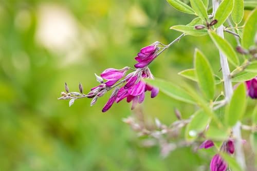 Lespedeza thunbergii 60–100 cm – Mehrjährig, Pflegeleicht – Buschklee – Zierstrauch für Beet & Garten