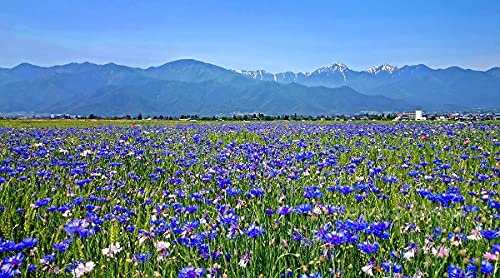 Buy4seeds Cornflower Centaurea CYANUS Blue BOY - 800 Seeds - Annual Flower for Planting Garden Yard Patio and Useful for Gifts