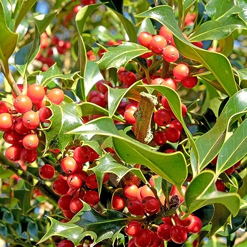 semi di agrifoglio - Ilex aquifolium decorativi resistenti selvatici giardino interno bonsái giardino decorazione 50pcs