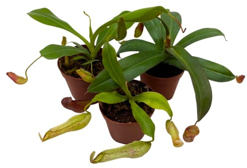 BubbleBlooms Winged Pitcher Carnivorous Pitcher Plant Assortment, Live Potted, Set of 3 in 2 inch pots