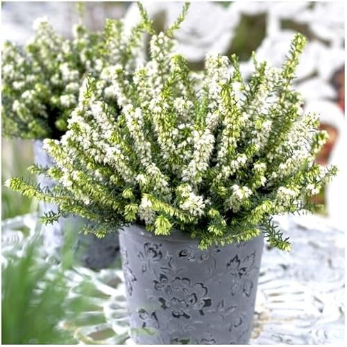 GrowOn Shrubs Heather Erica x Darleyensis 'White Glow' | Evergreen Shrub | Outdoor Garden Ready Plant | Winter to Spring Flowering | White Flowers