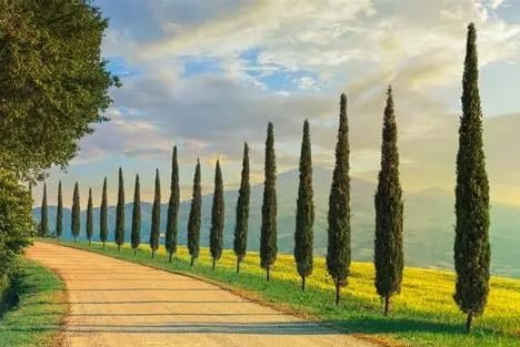 50 Semi di Cipresso Toscano Cupressus Sempervirens Stricta per Giardini, Viali, Strade, Bordature, Siepi