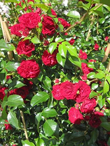 Rosa Crimson Siluetta ® - Ramblerrose Crimson Siluetta ® - Kordes Rose