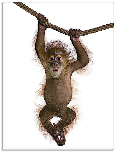 ARTland Wanddeko Glasbilder Wandbild Glas Bild 45 x 60 cm Tiere Wildtiere Affe Foto Weiß A5TS Baby Sumatra Orang Utan hängt an einem Seil