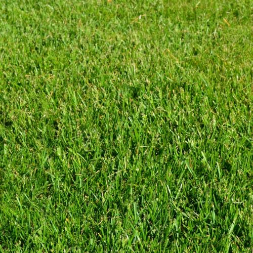 Generisch 5 Kg Grassamen Rasensamen Buga Rasenzauber Nr. 9 für ca 150m² - der schnelle Zierrasen - Mähroboter - Grassamen - Premium Rasensamen - Neunalage - Nachsaat