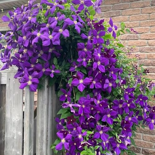 Clematis, gartenpflanzen winterhart mehrjährig Clematis florida, Kletterpflanze, zimmerpflanze blumenzwiebeln 6Zwiebeln