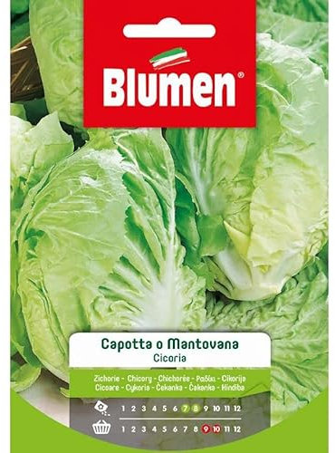 SEMI CICORIA CAPOTTA O MANTOVANA BLUMEN