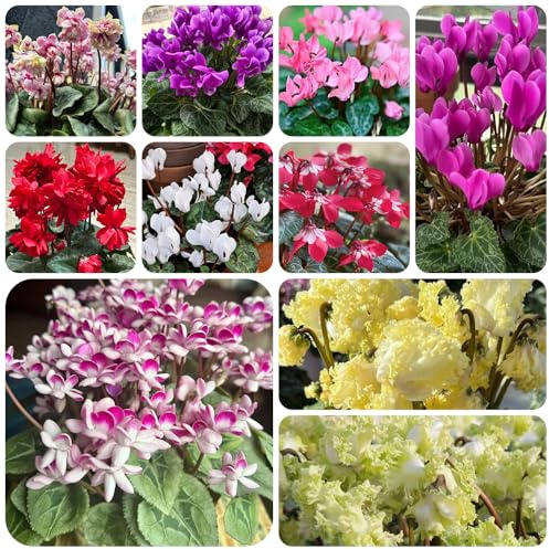 semi di ciclamino Aiule rialzate per il giardino da appartamento esotiche decorative da giardino di Vecchie varietà resistenti 500pcs