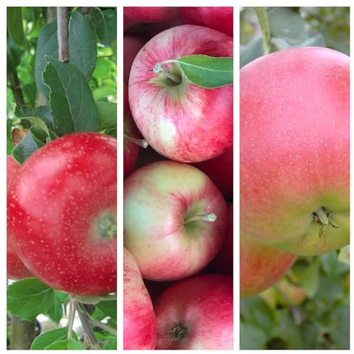 Trio Familienbaum Kinderapfelbaum mit den Sorten Roter Gravensteiner - Nela (S) - Rubinola (S) 7,5 Liter Topf M7