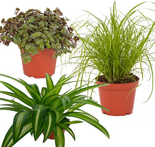PetSnack 3er Set BIO Zimmerpflanzen ║ ungiftig für Haustiere║ BIOLAND-Qualität, frei von synthetischen Pflanzenschutzmitteln ║ Katzengras, Schönpolster und Grünlilie ║