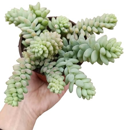 pianta vera di sedum burrito pianta grassa pendente succulente crassula