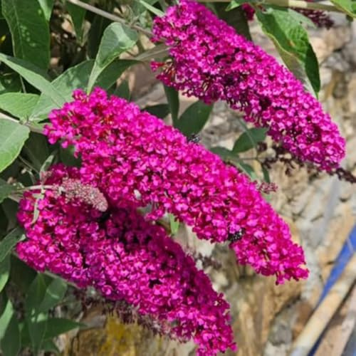 AVERAR 6 Months Old Raspberry Butterfly Bush Live Plant, Butterfly Bushes Ready to Plant Outdoor, Buddleia Plant Bush Shrub 5-7 Inches Tall, No Pot