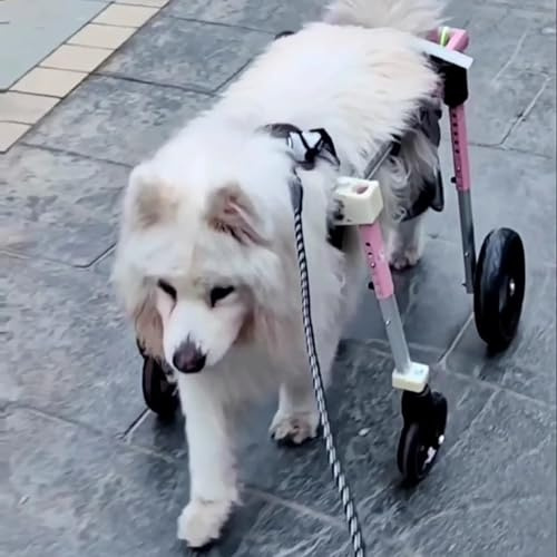 Hund rullstol 4 hjul konvertibel till 2 hjul, stöd för handikappad hund, justerbart bakre benstöd