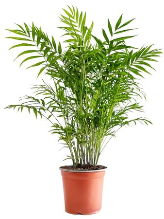 Bonplants Chamaedorea Elegans, Lussureggiante Palma Vera da Interni, Vaso 19 cm, h 80 cm (Vaso da Vivaio)